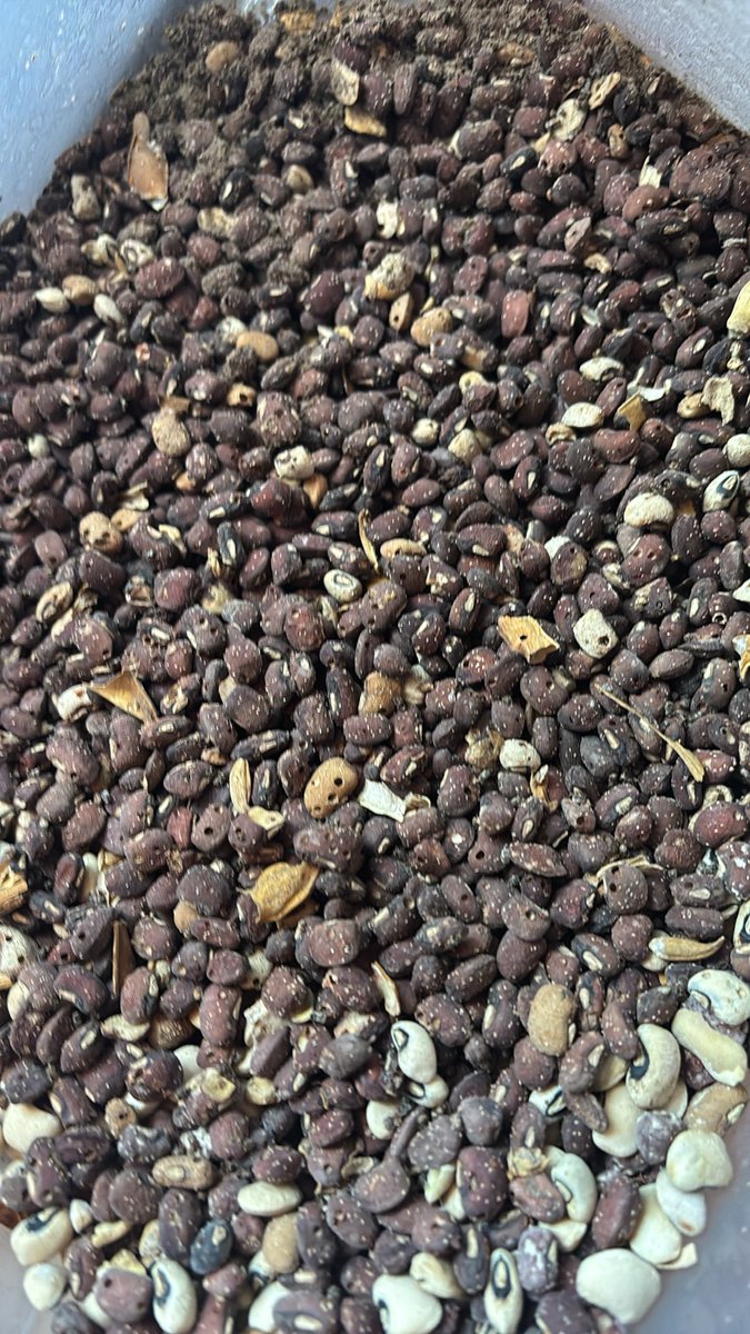 UrglyGramm's tweet photo. Please help, this is what happens to my beans even if I add dry pepper, wetin I go 😭

2paint don waste again 😭 https://t.co/JFy0kNthZY