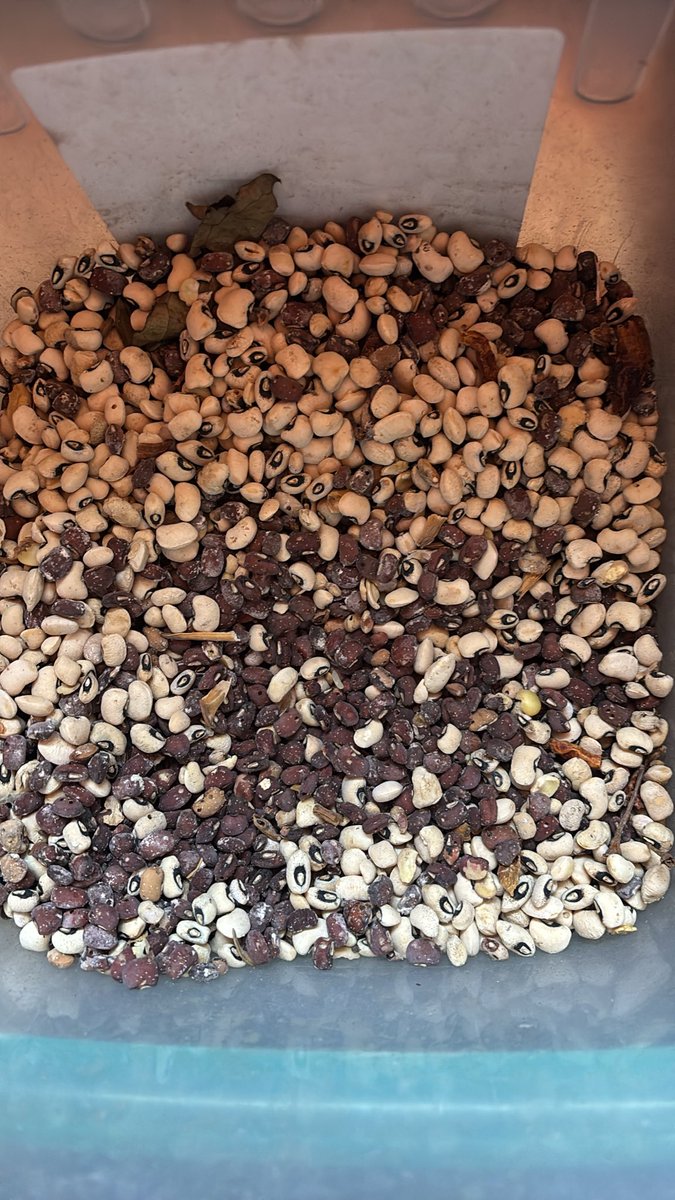 UrglyGramm's tweet photo. Please help, this is what happens to my beans even if I add dry pepper, wetin I go 😭

2paint don waste again 😭 https://t.co/JFy0kNthZY