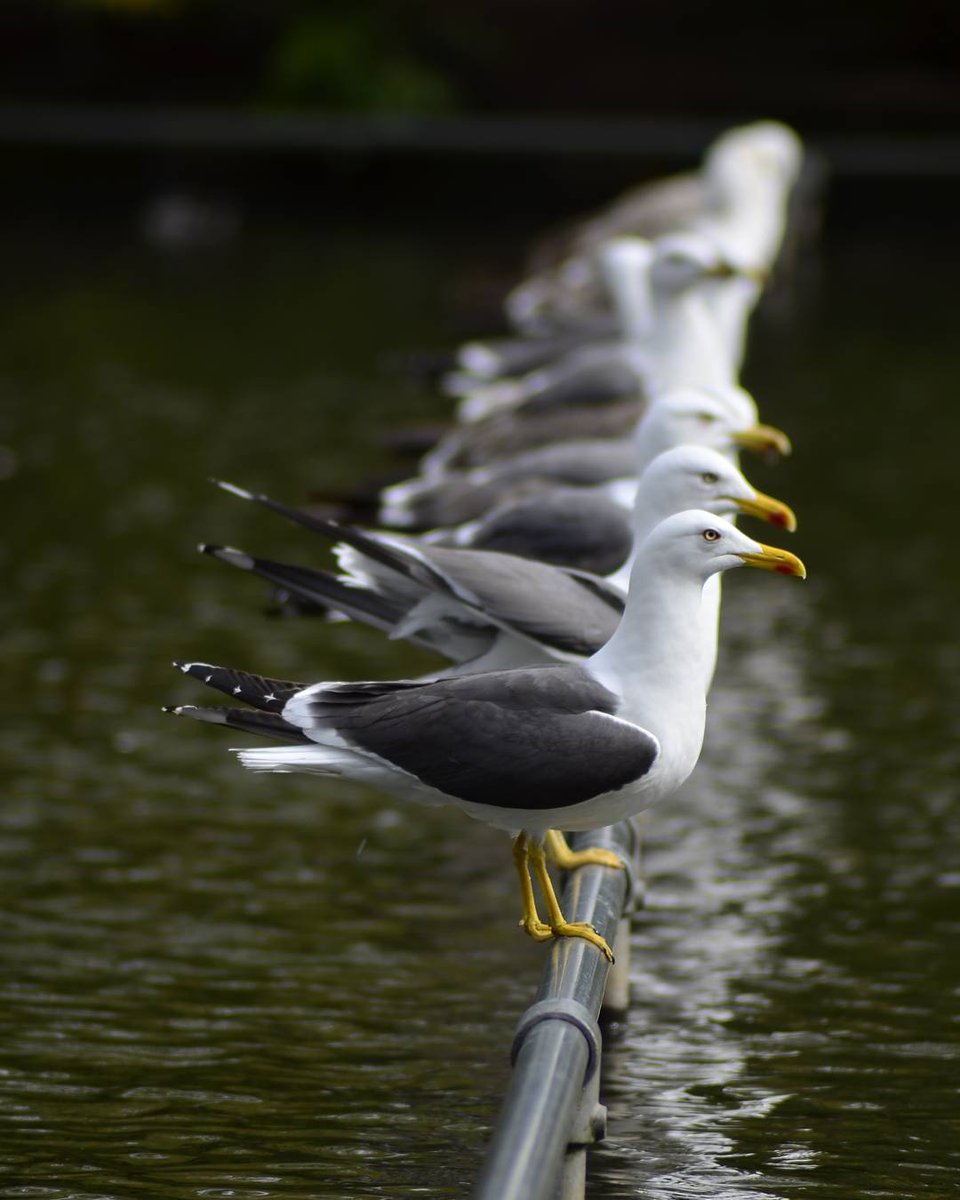 melindaxx3's tweet photo. Gulls

#nikon #nikon_photography_ #telephoto #gulls #seagulls #shallowdof #depthoffield #photooftheday @featurephotos @topshelf_shots @natgeo #reflection #nature #naturelovers #nikontop #birds #waiting #nikonphotography #photography https://t.co/plVOlLQlfO