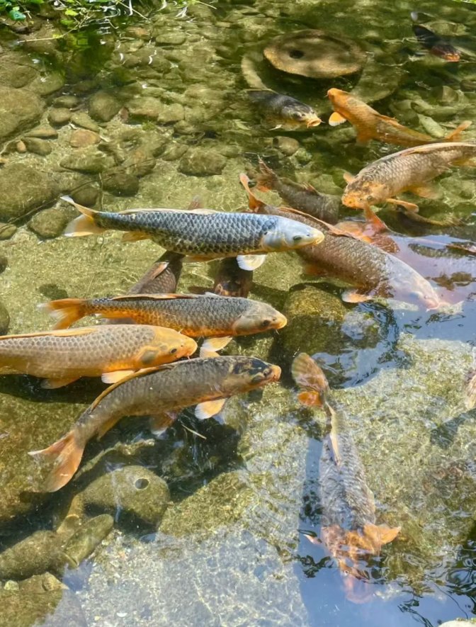 jeffe_spark_23b's tweet photo. [In the dry Chun river, fat fish swim leisurely, bringing fresh joy to the quiet summer days.] https://t.co/jVHKatjYKH
