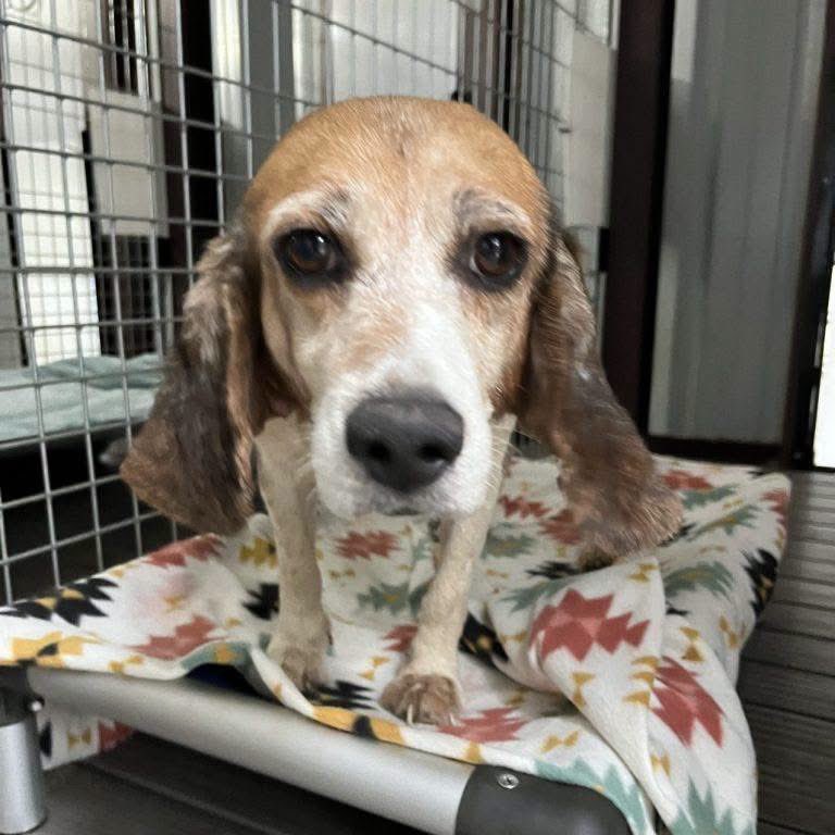 TriBeagles's tweet photo. Adoptable senior beagle of the day-Macy! https://t.co/EDezCTTp5Y https://t.co/HoIgOkq89g