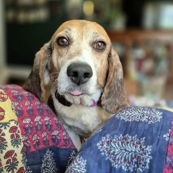 TriBeagles's tweet photo. Adoptable senior beagle of the day-Macy! https://t.co/EDezCTTp5Y https://t.co/HoIgOkq89g