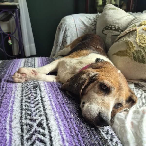 TriBeagles's tweet photo. Adoptable senior beagle of the day-Macy! https://t.co/EDezCTTp5Y https://t.co/HoIgOkq89g