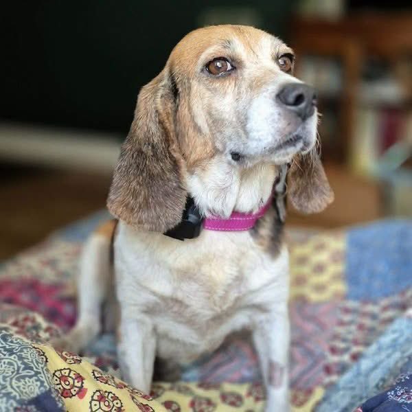 TriBeagles's tweet photo. Adoptable senior beagle of the day-Macy! https://t.co/EDezCTTp5Y https://t.co/HoIgOkq89g