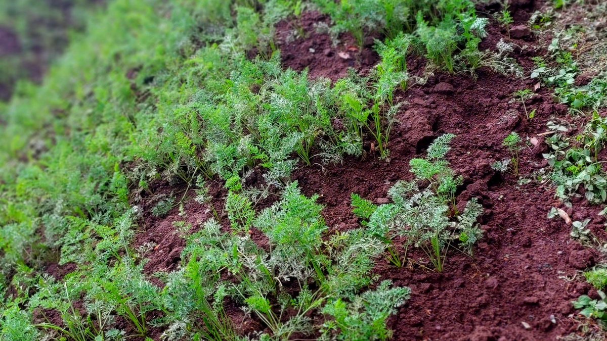 JoelOptimist1's tweet photo. Good carrot farming starts with well-prepared, loose soil. 

Since the roots develop underground, proper soil preparation helps produce straight, quality carrots.#InvestInAg https://t.co/YT93hseyrA