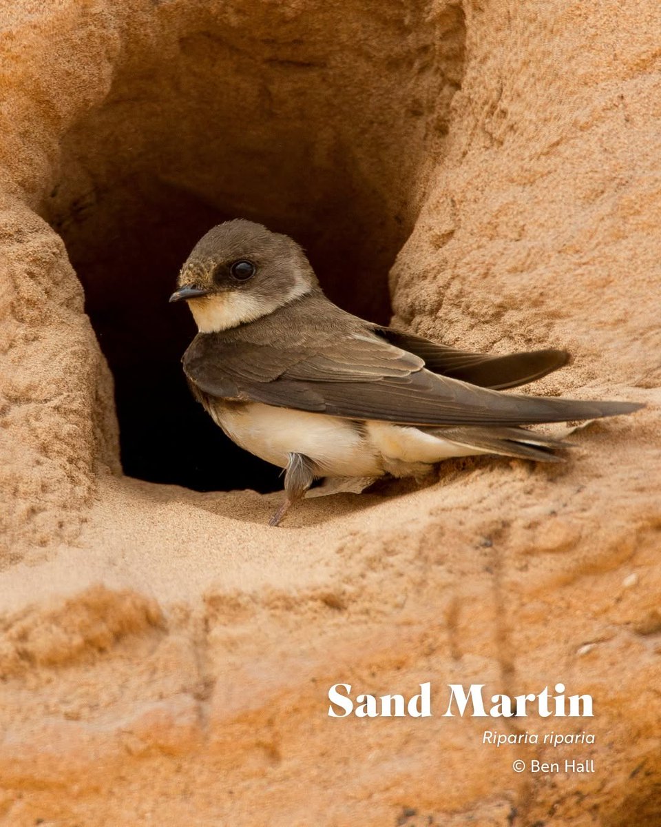 jordydejong2's tweet photo. As spring quickly approaches, we look forward to the arrival of fall-loved visitors like the Sand Martin! 👏

Did you know that the Latin-derived scientific name for Sand Martin, Riparia riparia, means 'of the riverbank'? 🧐

Unlike the cup-shaped nest... https://t.co/H3YiMPCQ8M
