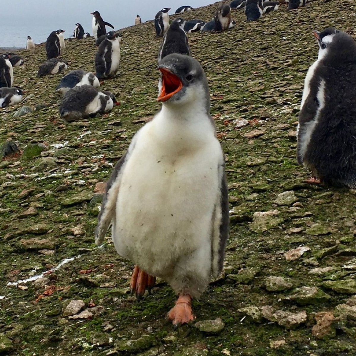 Dexerto's tweet photo. A new species of penguin has been discovered for the first time in over 100 years

Scientists previously classified the southeastern gentoo as another species due to their similar appearance https://t.co/pJET6P7KXD