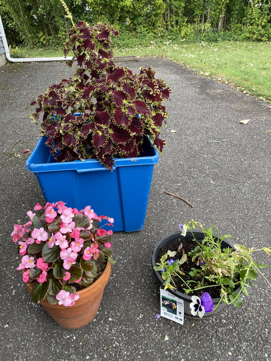 Spctrm72's tweet photo. These plants will be going indoors soon. The coleus got so big, I had to put it in this bin so that it wouldn’t blow over all the time. https://t.co/f7kXdtRtAy