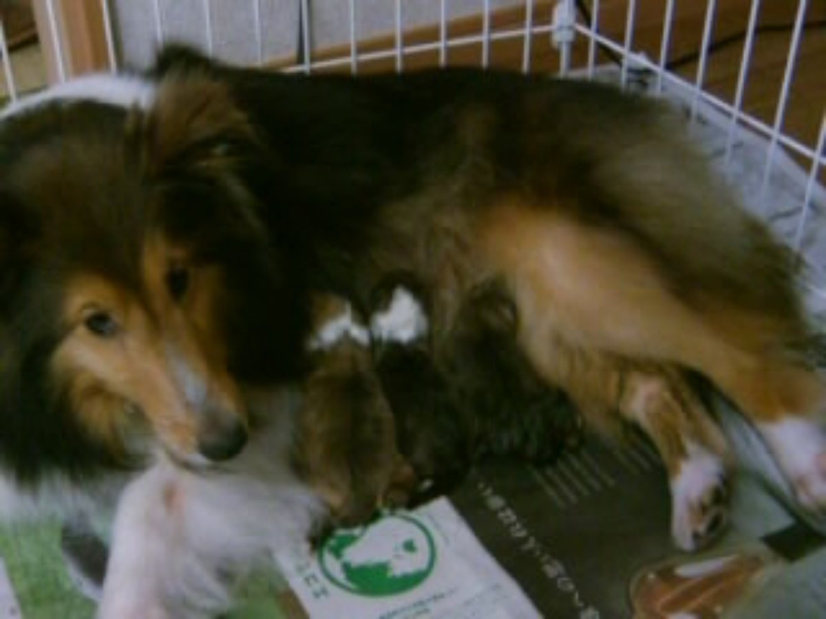 ROM_lock's tweet photo. フェルゼン……

正直、そのまま飼ってた人は〇んでほしい。
恐らく届けも出さずに、昔の野良犬感覚で我が物顔で飼ってたんだろうな https://t.co/xyXynKw9Uq