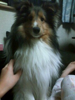 ROM_lock's tweet photo. フェルゼン……

正直、そのまま飼ってた人は〇んでほしい。
恐らく届けも出さずに、昔の野良犬感覚で我が物顔で飼ってたんだろうな https://t.co/xyXynKw9Uq