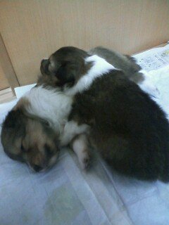 ROM_lock's tweet photo. フェルゼン……

正直、そのまま飼ってた人は〇んでほしい。
恐らく届けも出さずに、昔の野良犬感覚で我が物顔で飼ってたんだろうな https://t.co/xyXynKw9Uq