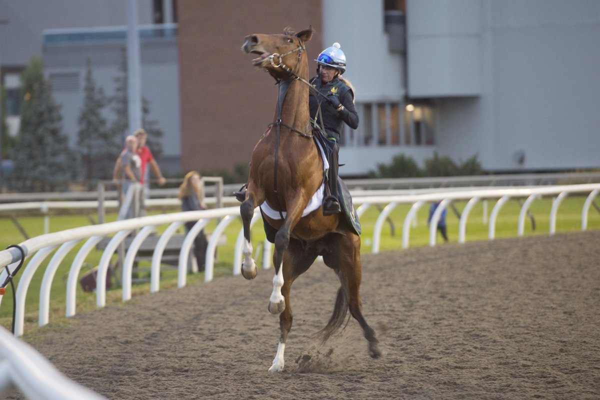 jensblog's tweet photo. Ancient Egypt (Ire) is feeling feisty this morning @WoodbineTB ahead of the 86th  Canadian International on Saturday. He is a son of the great Frankel.
Mike Burns photo https://t.co/qIMQT0xxFp