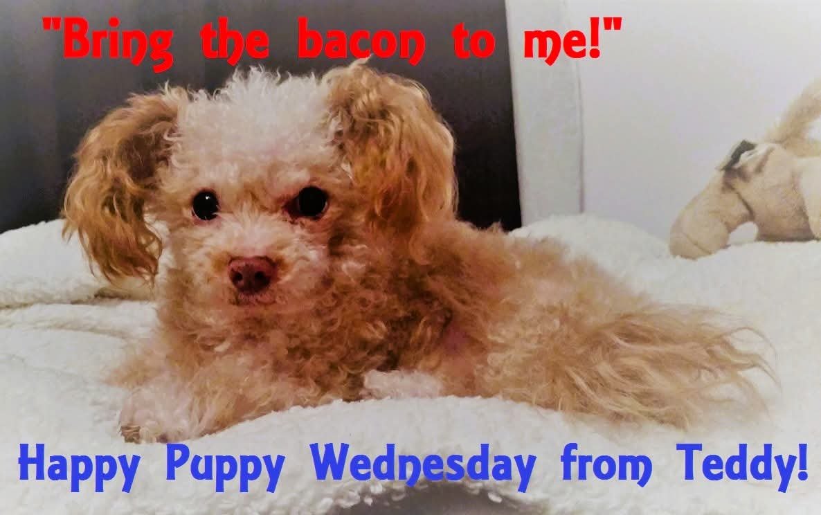 FOXPROWL1's tweet photo. Must obey... 🥓🐕
#happypuppywednesday #puppywednesday #teddybearpuppy #tedddybearpup #foxprowlcollectables #zombiekiller #foxprowltoyscomics #cutestpuppyever #cutestpupever #teddywednesday https://t.co/ZwpPdjwGlI