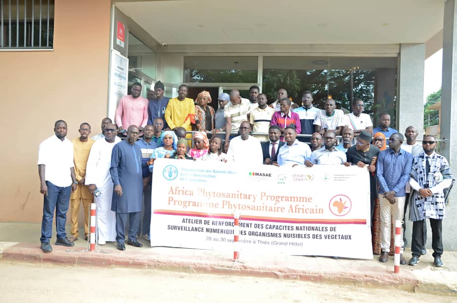 ippcnews's tweet photo. 🌱 Senegal is strengthening digital pest surveillance 🇸🇳

From 28–30 Sept, 38 plant health professionals trained on digital tools to improve phytosanitary data collection & analysis.
📱 @FAO & #IPPC also provided 40 tablets to support surveillance in the field. 
🤝 With support from the UK Government and @EU_Commission.

#PlantHealth🌱 #APP