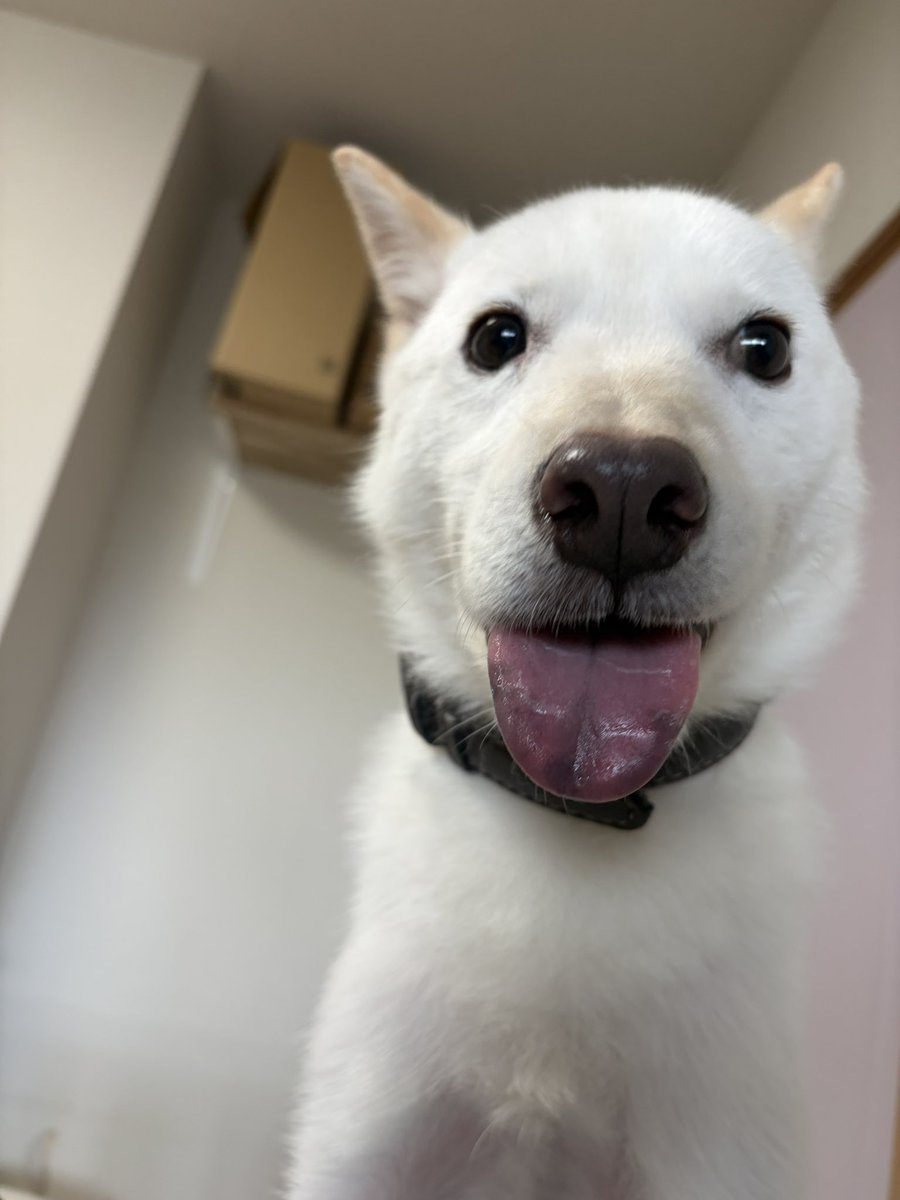 pyonpyon14142's tweet photo. いっぬ
#北海道犬 https://t.co/NnPASgdhOi