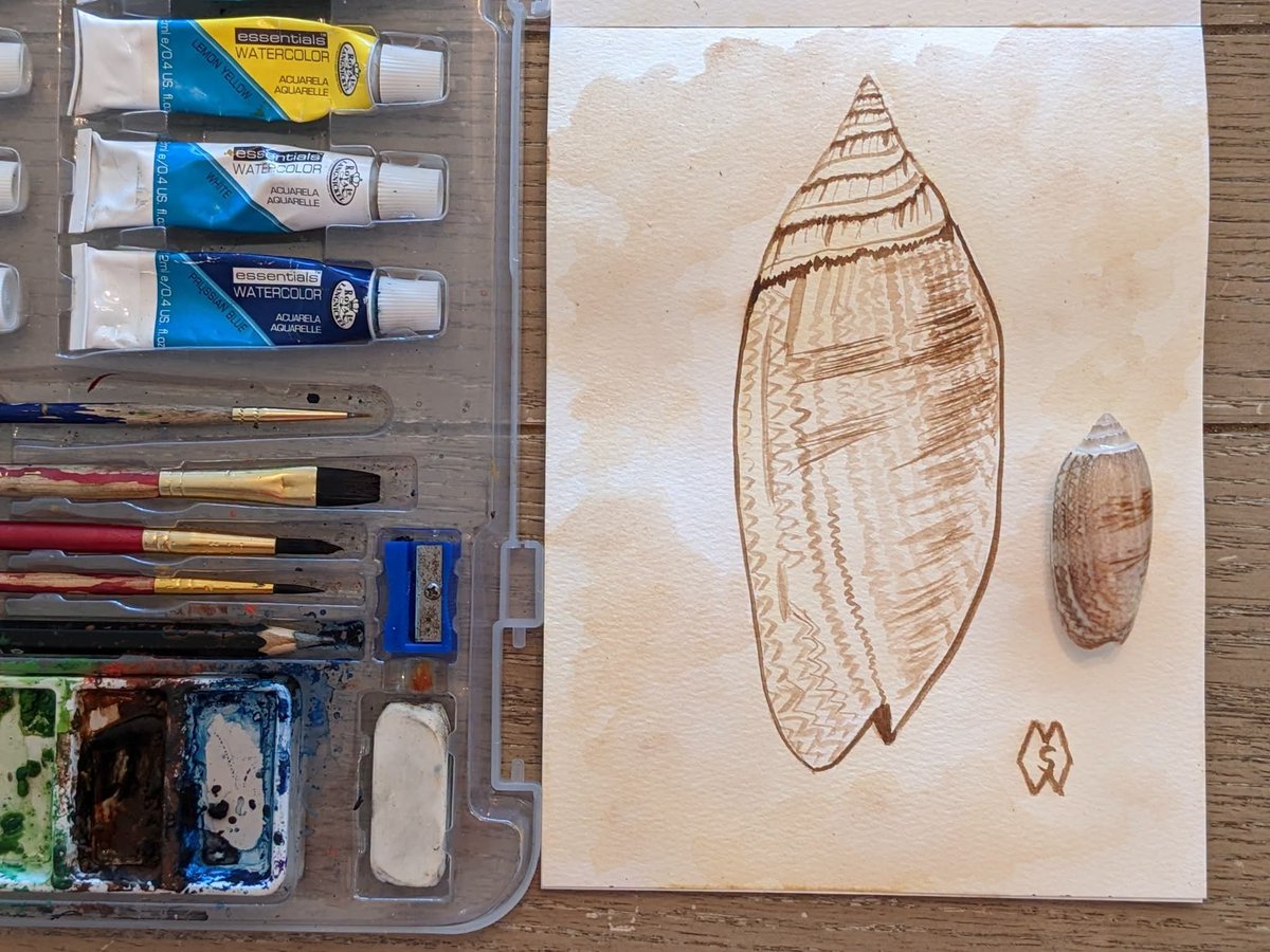 MattStarrFineA1's tweet photo. This is my watercolor painting of a lettered olive shell that I found on the beach in Florida. https://t.co/4zNPFixTBA
#mattstarrfineart #Oliveshell #seashell #seashells #beach #Florida #art #painting #tshirts #ArtoftheDay #tshirt #artistic #artwork #artlovers #BuyArtOnline https://t.co/aJDMSPSRH3