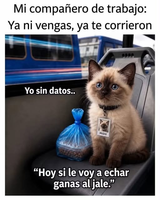 A Spanish-language meme features a Siamese kitten wearing an ID tag that says "MISHI" next to a blue bag labeled "Yo sin datos..", with text translating to a coworker saying "don't even come, you already got fired" and the kitten thinking "Today I'm really going to give it my all at work."