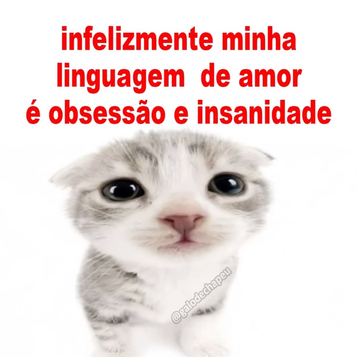 acervobichinho tweet picture