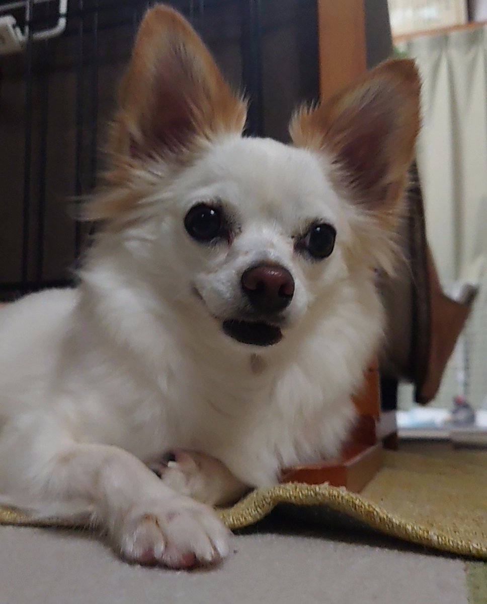 nonoAP_0403's tweet photo. 本日(2026/9/30)のノノさん🐕✨

雨続きなので、外に出れず寂しげなうちのおんにゃのこをお家でパシャリ📸
早く晴れるといいね

今年も残すはあと３ヶ月...うちでは今年のクリスマスケーキの相談が始まりました🧑‍🎄🎂(笑) https://t.co/RCz3CJUdZE