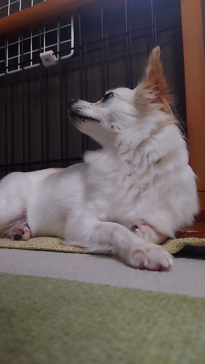 nonoAP_0403's tweet photo. 本日(2026/9/30)のノノさん🐕✨

雨続きなので、外に出れず寂しげなうちのおんにゃのこをお家でパシャリ📸
早く晴れるといいね

今年も残すはあと３ヶ月...うちでは今年のクリスマスケーキの相談が始まりました🧑‍🎄🎂(笑) https://t.co/RCz3CJUdZE