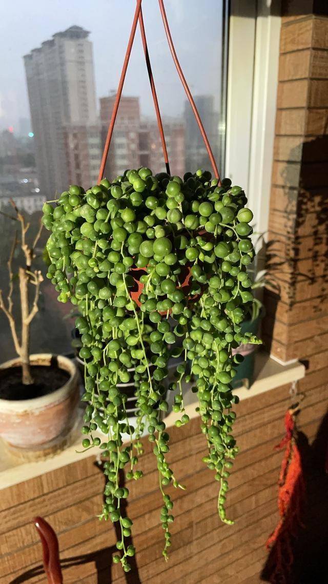 Vanejd9q's tweet photo. Consejo rápido para tus plantas de interior: rocía sus hojas cada 2 días en esta temporada seca, así evitas que se sequen!  #CuidadoDePlantas https://t.co/Y3EbpnNnGq