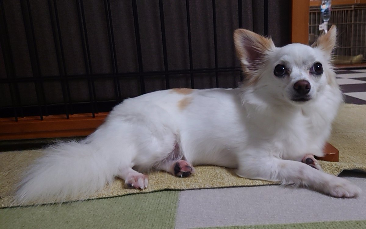 nonoAP_0403's tweet photo. 本日(2026/9/30)のノノさん🐕✨

雨続きなので、外に出れず寂しげなうちのおんにゃのこをお家でパシャリ📸
早く晴れるといいね

今年も残すはあと３ヶ月...うちでは今年のクリスマスケーキの相談が始まりました🧑‍🎄🎂(笑) https://t.co/RCz3CJUdZE