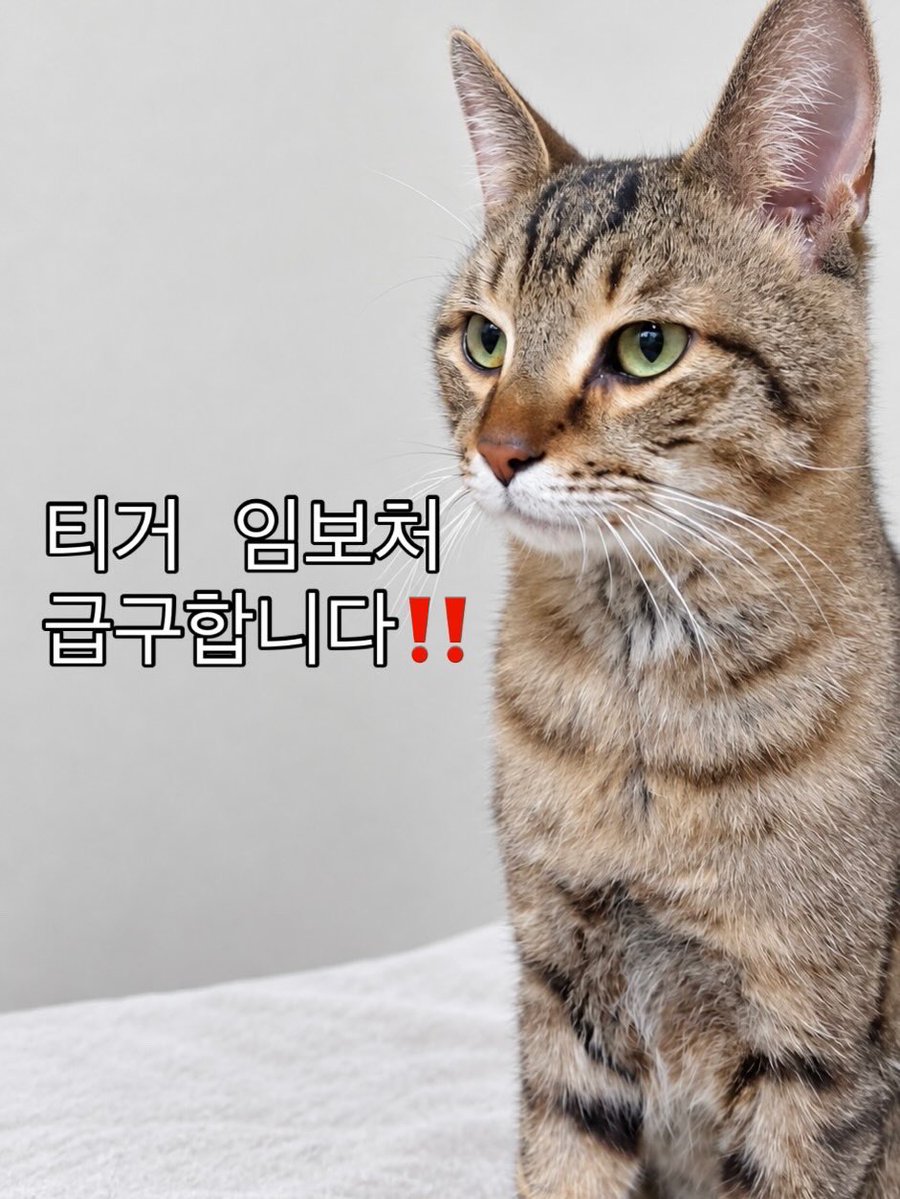 dang_nyangee's tweet photo. 😮‍💨😮‍💨 애기들 구조된 곳에서 갑자기 누가 버린 초초개냥이가 나타났어요.. 차를 잘 못피하고 가까이가니 무릎에 올라와요/ 게다가 털은 셀프로 왜 밀어놓은 걸가요???

내일 진료보고 갈 곳이 없어요😭
아이 중성화도 할 수 있게 방 한켠만 내주세요🙏🏻🙏🏻

지역: 서울/이동 가능하시면 경기도 가능 https://t.co/PSqzX6O0O9