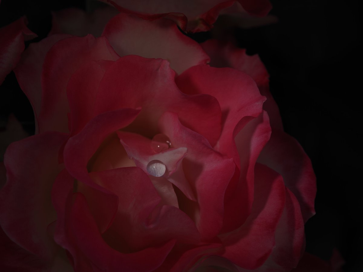 rose196603's tweet photo. 𝑂𝑀 𝐷𝑖𝑔𝑖𝑡𝑎𝑙 𝑆𝑜𝑙𝑢𝑡𝑖𝑜𝑛𝑠　𝑂𝑀-1 𝑀𝑎𝑟𝑘2
𝑀.𝑍𝑈𝐼𝐾𝑂 𝐷𝐼𝐺𝐼𝑇𝐴𝐿 𝐸𝐷 60𝑚𝑚 𝐹2.8 𝑀𝑎𝑐𝑟𝑜

#droplets　#rose https://t.co/5UxNNnT3yW