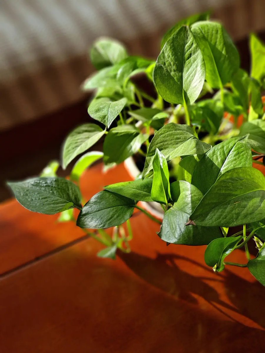 IngaLyhr's tweet photo. Cuidados básicos para tu pothos: luz indirecta y riego solo cuando la tierra esté seca. No necesitas muchos cuidados para que crezca sana.， https://t.co/SUE6ZjXJHN