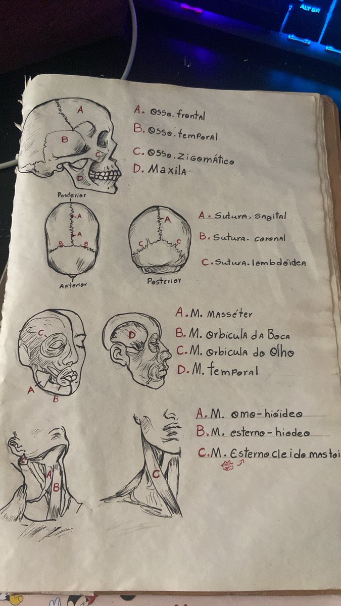 Tsukis696's tweet photo. Rabisco pra estudar anatomia 👍🏻👍🏻 https://t.co/YayCP4uEhq