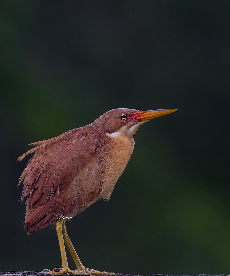Anant_Shuklas's tweet photo. An adult Male Cinnamon Bittern in full breeding plumage, at Jaipur, in Sep 25

#beautifulbirds #world_bestnature #Birdwatching #bird #BirdPhotography #birding #photoMode  #TwitterNatureCommunity #BBCWildlifePOTD #ThePhotoHour #IndiAves #IndiWild @natgeoindia @NatGeoPhotos https://t.co/Xm4aD93yHt