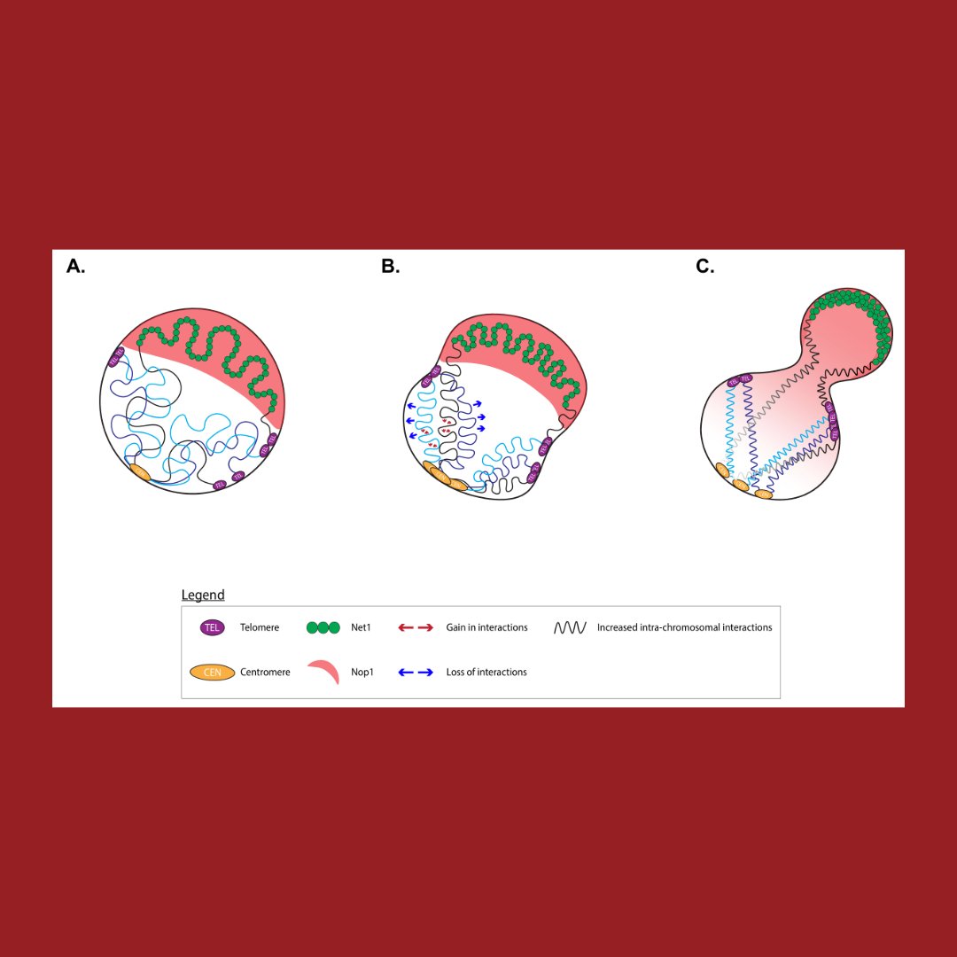 GenesDev's tweet photo. 🆕 ADVANCE ONLINE 🆕
RESEARCH PAPER: Nuclear type I myosins actively support nucleolar and nuclear structure and function
By Peng et al. and Brian Freeman
➡️ https://t.co/PSEr0hsVXJ
#genome #nucleus #myosin https://t.co/AjyvzkZt8h