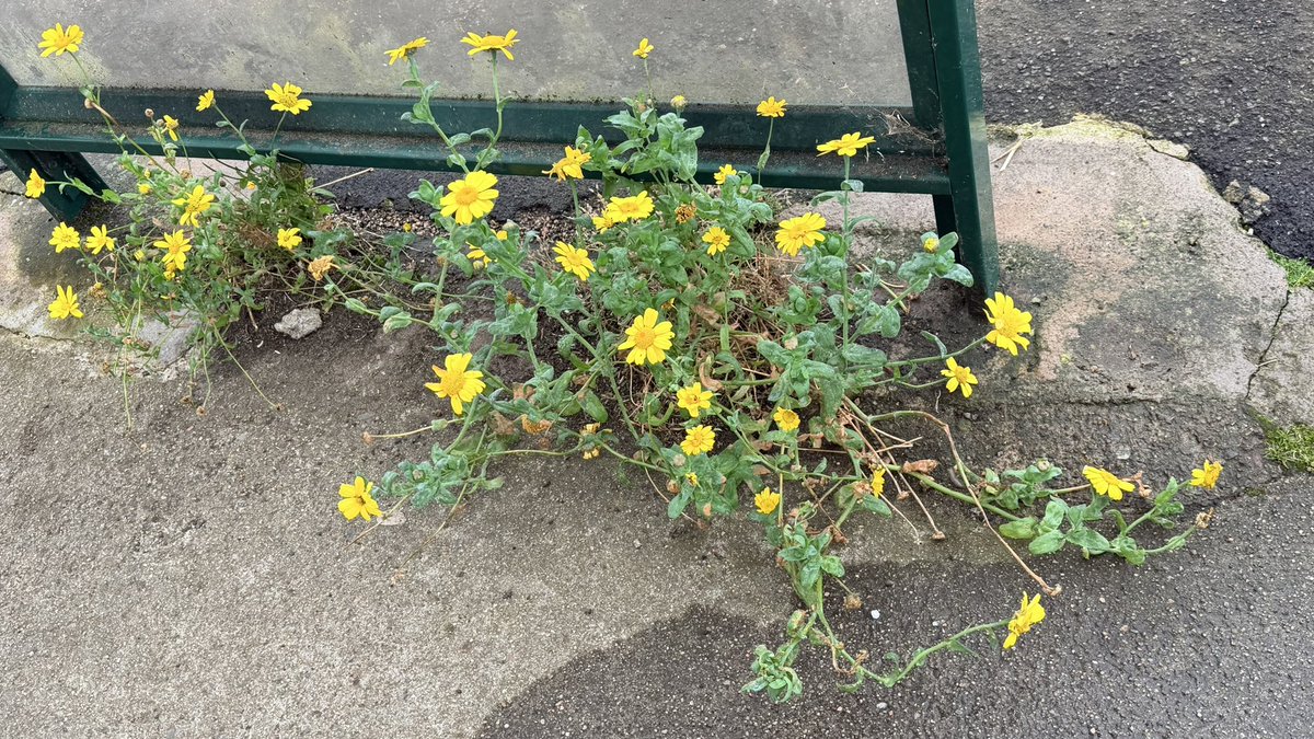 RuthlessTweets's tweet photo. Weeds in the bus stop this morning. #FindingJoy in small things. https://t.co/qvLQ5MLsOJ