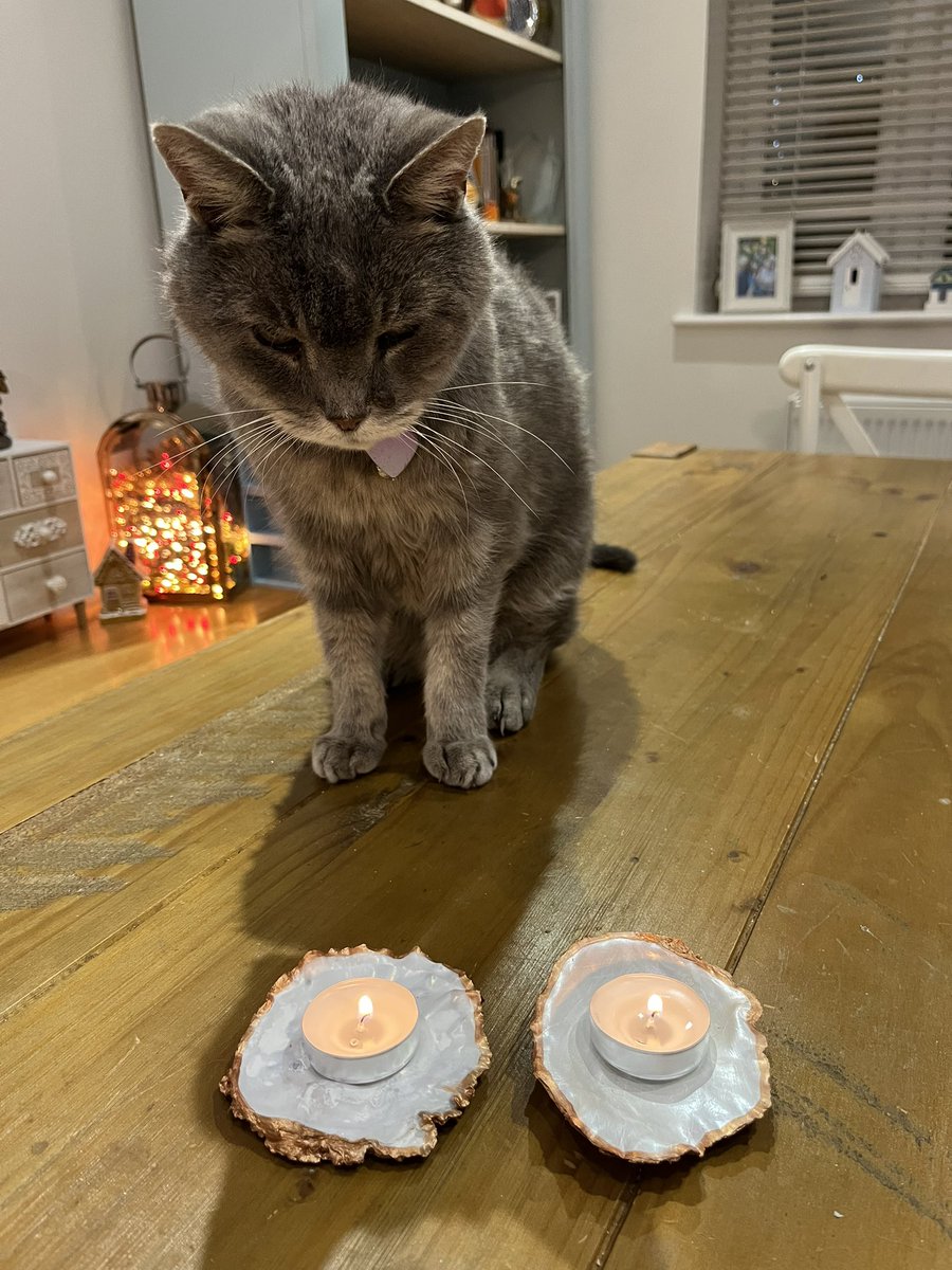 Malcolm_theCat's tweet photo. Friends! Our gorgeous X friend @JeanwithMLandL has had a proceedure in hospital today, which apparently went well - hurrah. So I am thinking of her and sending her loads and loads of love for a speedy recovery ❤️❤️ https://t.co/yDcrCUSEgv