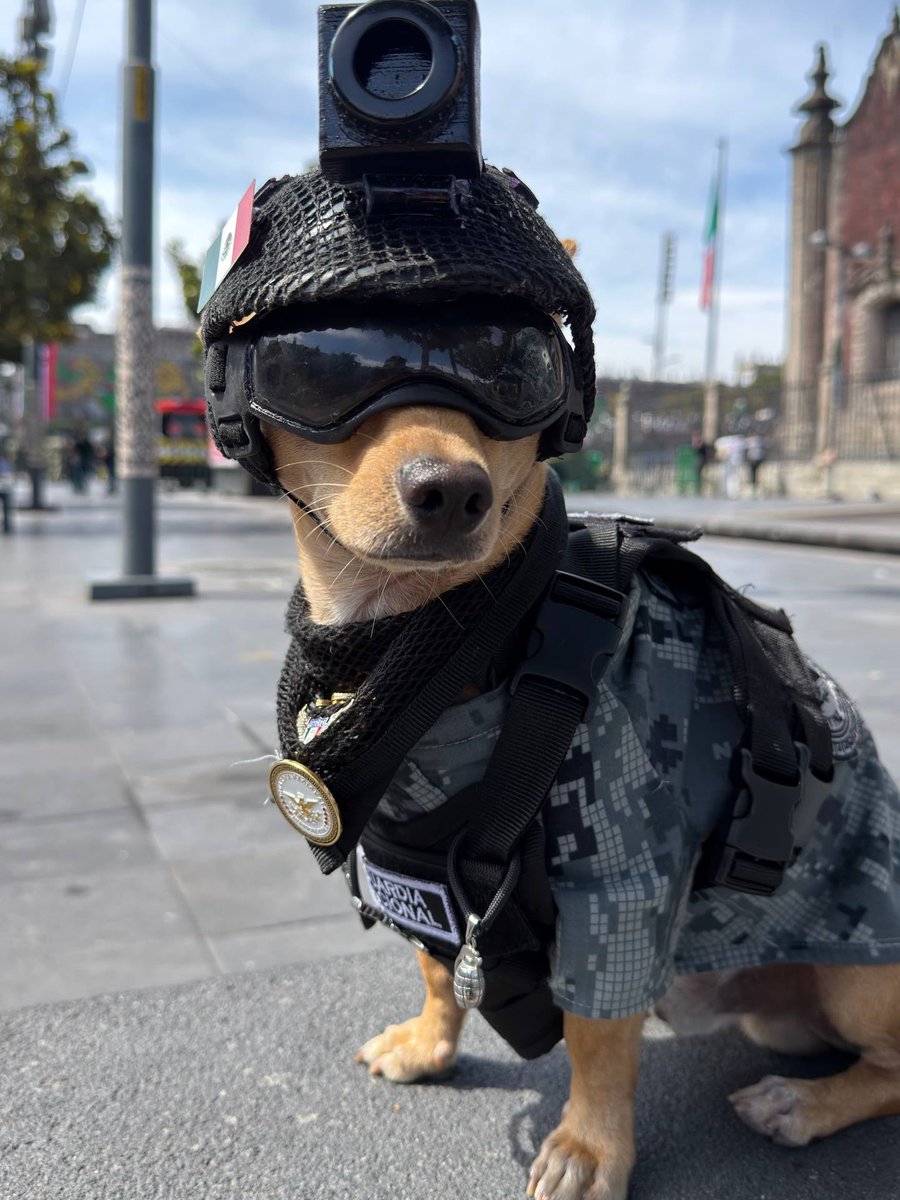 Complex's tweet photo. Mexico’s National Guard recruited a 15-pound Chihuahua named "Comando" 🫡🐕

He’s equipped with tactical gear and has been trained to assist with search-and-rescue missions as part of the National Guard. https://t.co/qVvr0GuRpG