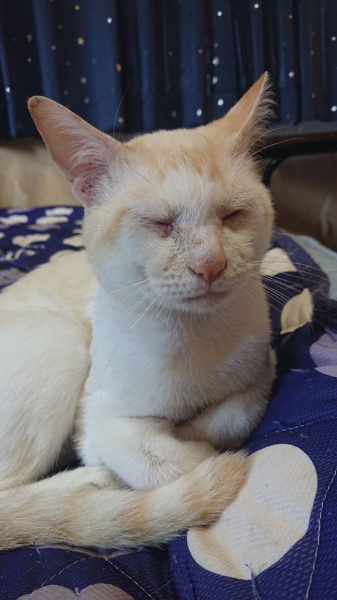 kyokora's tweet photo. 今日の猫 https://t.co/icJBw8E8Q5