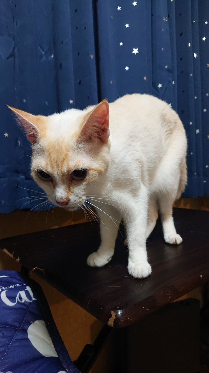 kyokora's tweet photo. 今日の猫 https://t.co/icJBw8E8Q5