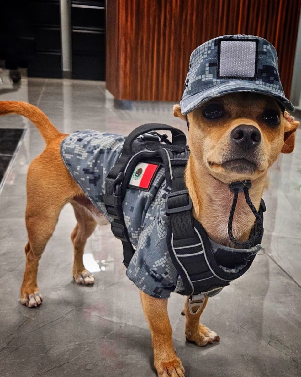 Complex's tweet photo. Mexico’s National Guard recruited a 15-pound Chihuahua named "Comando" 🫡🐕

He’s equipped with tactical gear and has been trained to assist with search-and-rescue missions as part of the National Guard. https://t.co/qVvr0GuRpG