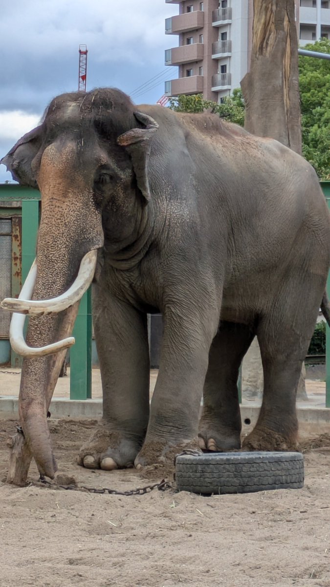 ojizoosummit's tweet photo. #アジアゾウ #マック 殿🐘のご冥福をお祈りします🙏
マック🐘、よく頑張ったね、、 https://t.co/J2vjOqyIWU