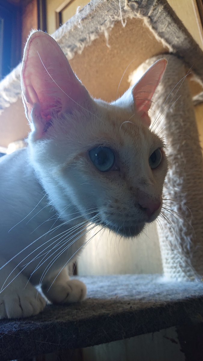 kyokora's tweet photo. 今日の猫 https://t.co/icJBw8E8Q5