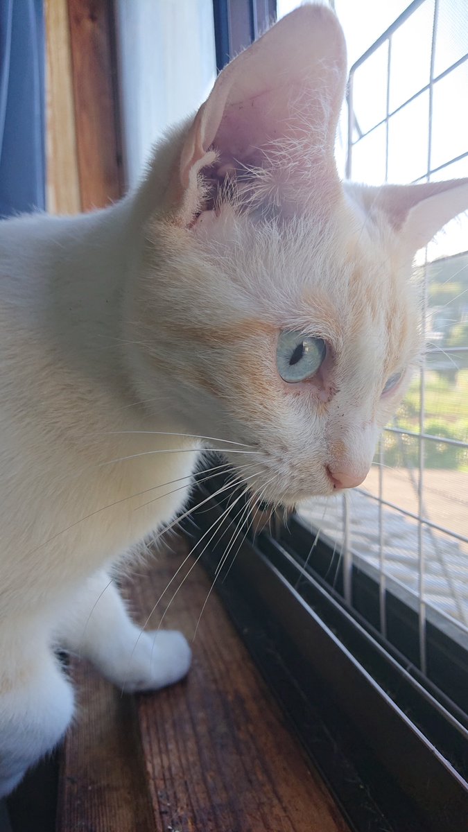 kyokora's tweet photo. 今日の猫 https://t.co/icJBw8E8Q5