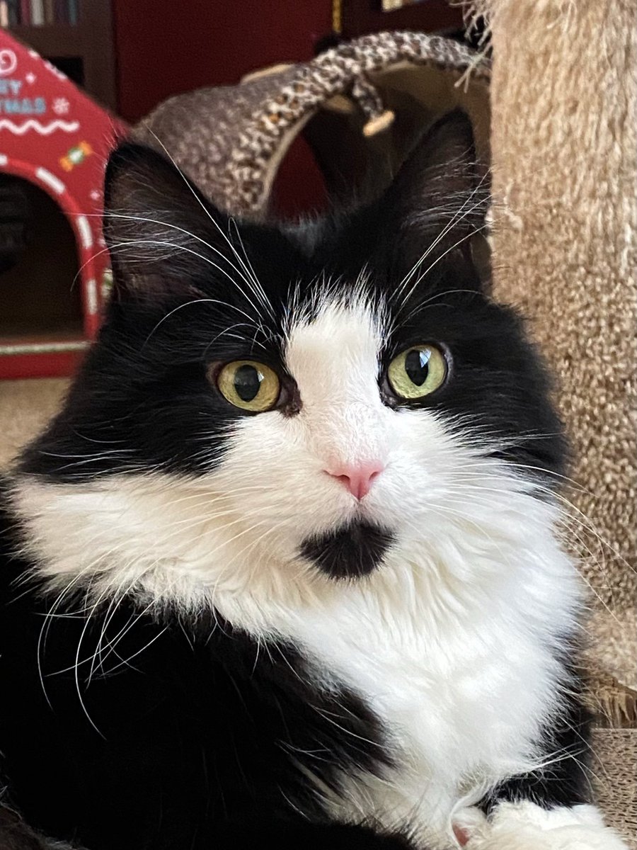MemeCat99014509's tweet photo. ๐พFluff, cattitude, & a whole lot of
whiskers.๐พ๐ป
Happy Whiskers Day Furrendsโฃ๏ธ
๐พ๐ค๐ค~Sally๐ฝ
#WhiskersWednesday #CatsOfX #CatsOfTwitter #Hedgewatch #AnimalLover #PetsOfX #Cats https://t.co/HTM2LsWrmQ