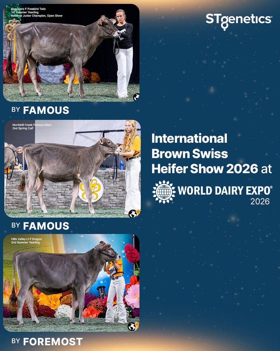 STgenetics's tweet photo. STgenetics had numerous sires who sired top placing animals in the International Brown Swiss Heifer Show at the 2026 WDE!
Congratulations to all these breeders and exhibitors!
#FOREMOST and #FAMOUS are available in #4MHighPurity™
#STgenetics #WDE26 #STgeneticsAtWDE #FAMOUS #FOREMOST #InternationalBrownSwissHeiferShow
