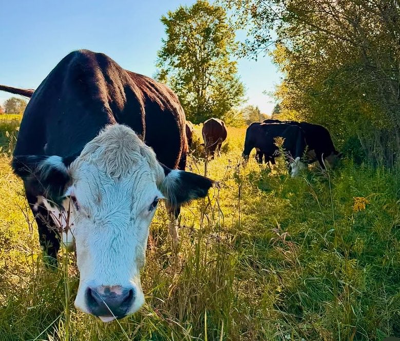 CowoftheDay1's tweet photo. 📅 1st October 2026 
🏷️ Instagram/farmhousegardenanimalhome
💕  #animaloftheday https://t.co/p1YmwdqZv9