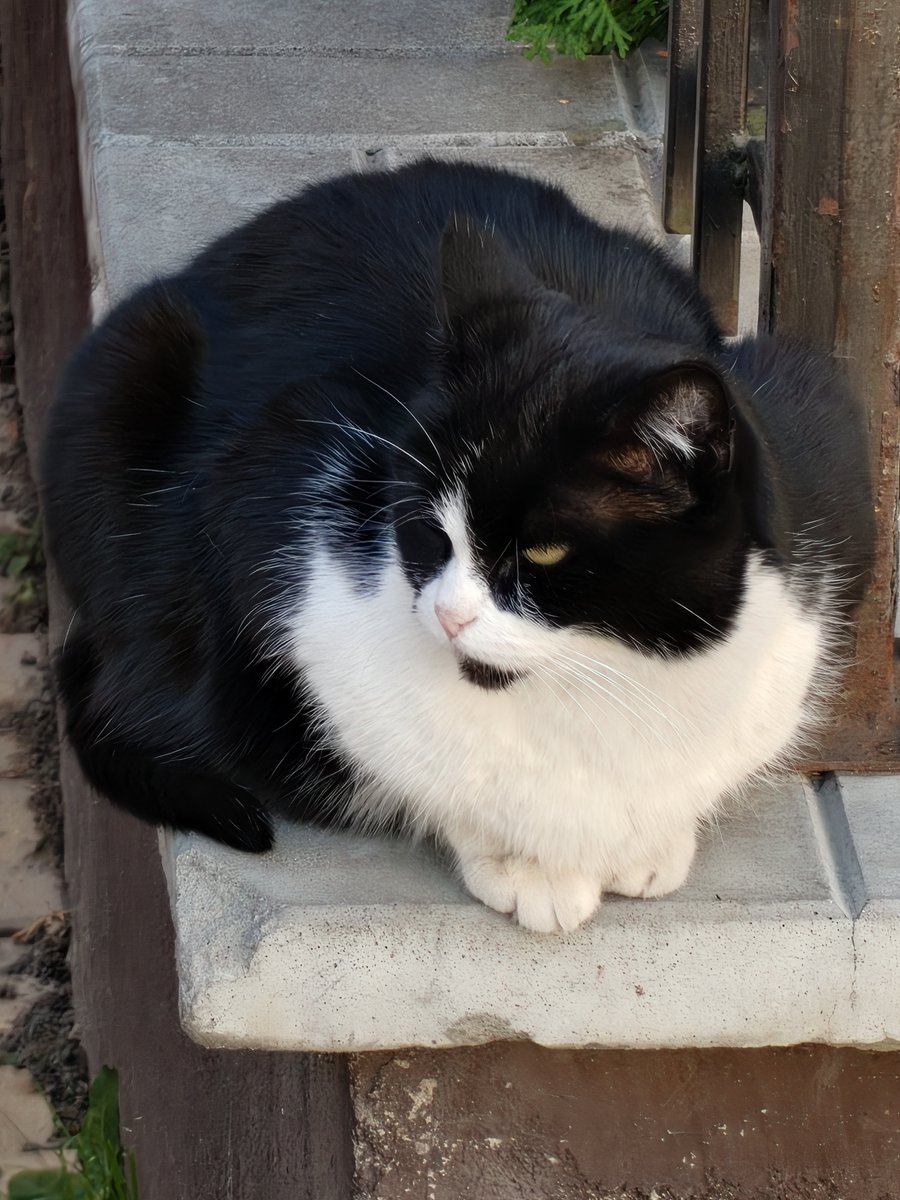Dolbaeb4ikDebik's tweet photo. @desu_tard Vanila is my fav for Dr pepper and Cola/Pepsi. Also check out whom I saw today https://t.co/Jvq0tpducD