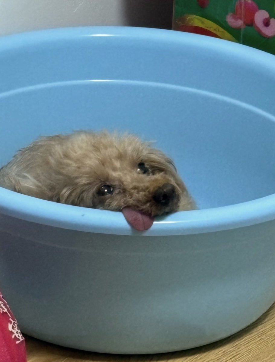 twaniimals's tweet photo. https://t.co/QVG6OEfzCv