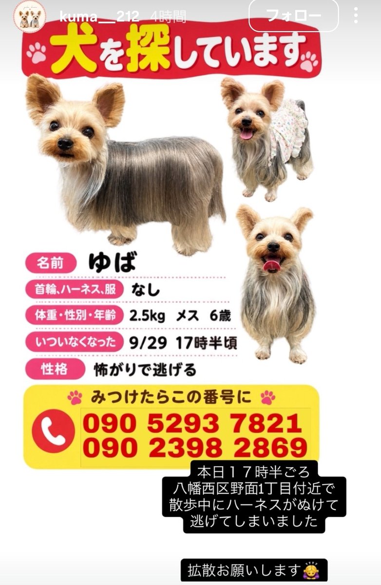 20warabi0602's tweet photo. まだ見つかってないです🥲
#迷子犬
#ヨーキー
#ヨークシャーテリア https://t.co/nrCOVfmKLU