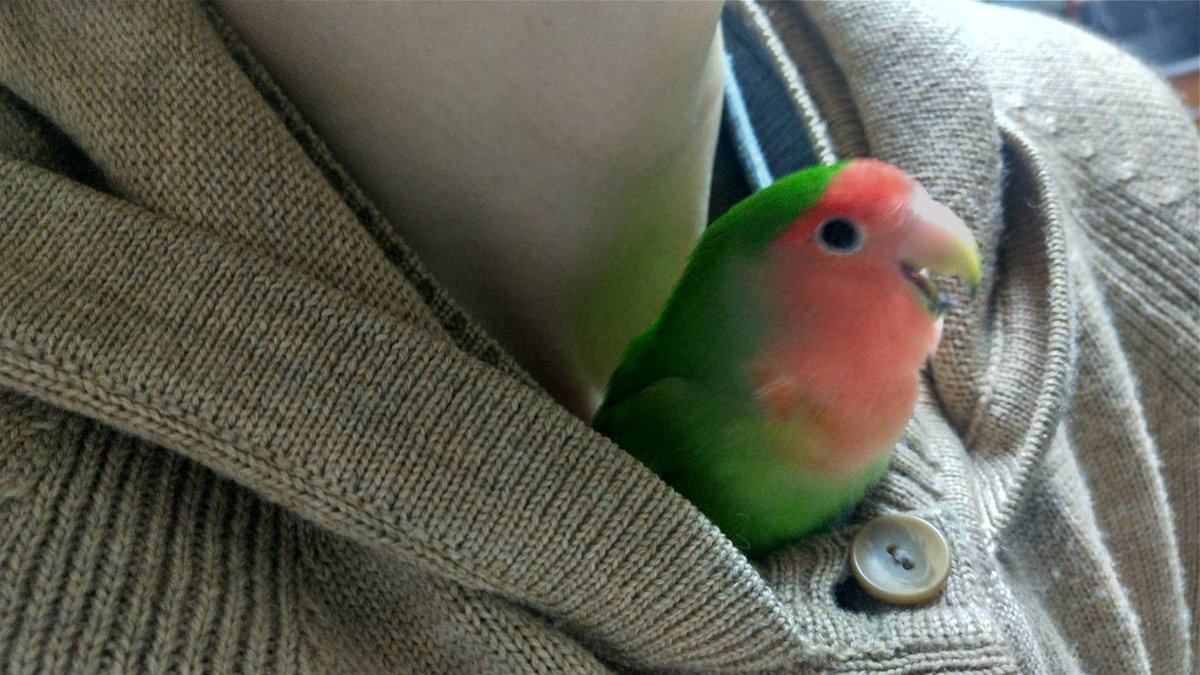 mikomiko_'s tweet photo. ピエー

#コザクラインコ https://t.co/HH6Gmu3uas