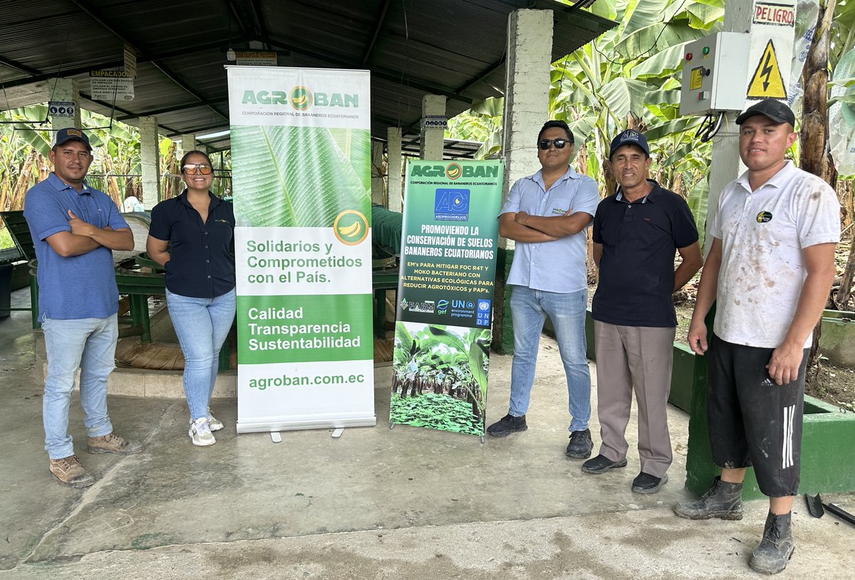 AgrobanEC's tweet photo. Con fondos de @theGEF y @PNUDEcuador, AGROBAN transforma el sector bananero. En campo: aplicamos bioinsumos, reemplazamos agrotóxicos por alternativas ecológicas y capacitamos productores para cuidar el suelo. @AgriculturaEc @EcuadorMAE #ProyectoFARM #GEF #PNUD #BananoEcuatoriano https://t.co/sRVYRpDKRP