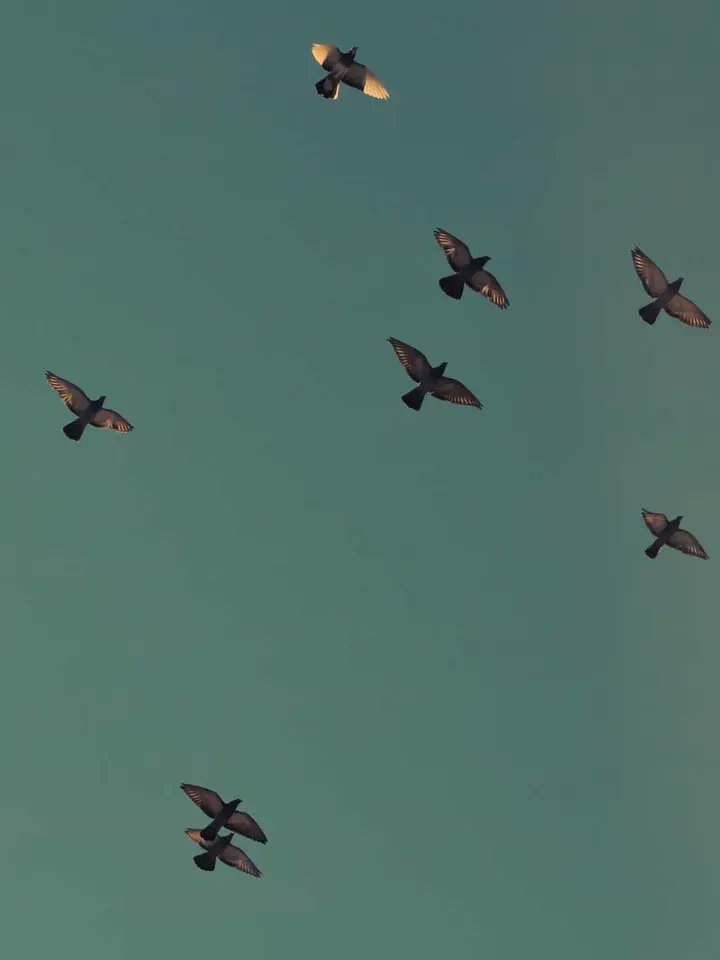 JesterYT0001's tweet photo. Your fly will serve as well as anybody.🙁🤣😵‍💫 https://t.co/cjHR90dYLo